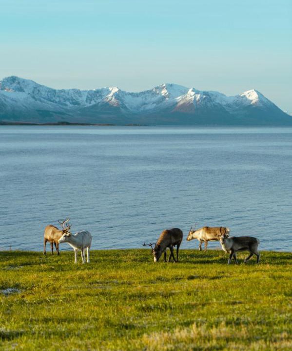 Photo of Others in Kvaefjord Municipality