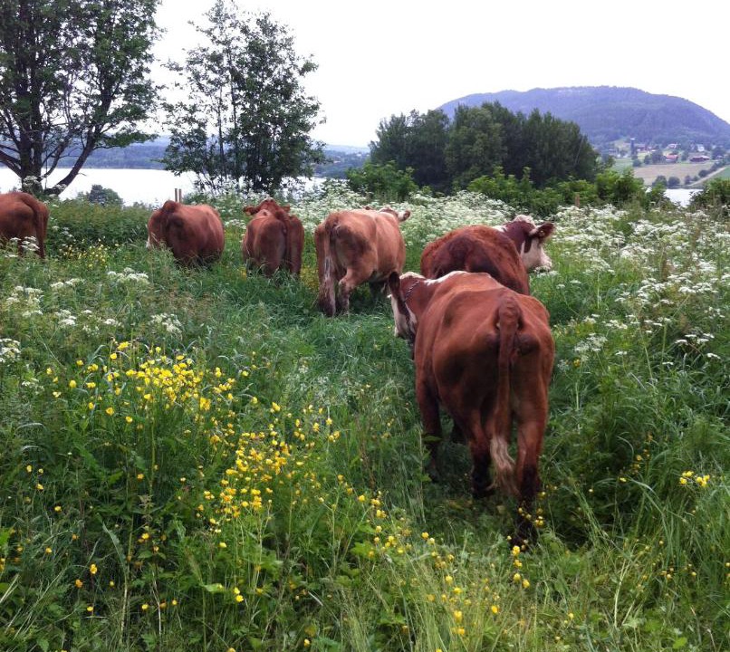 Photo of Others in Svenstavik
