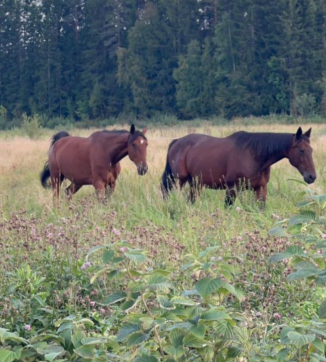 Photo of Others in Kokkola