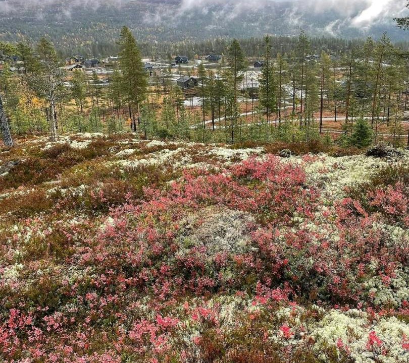Photo of Others in Vikberget
