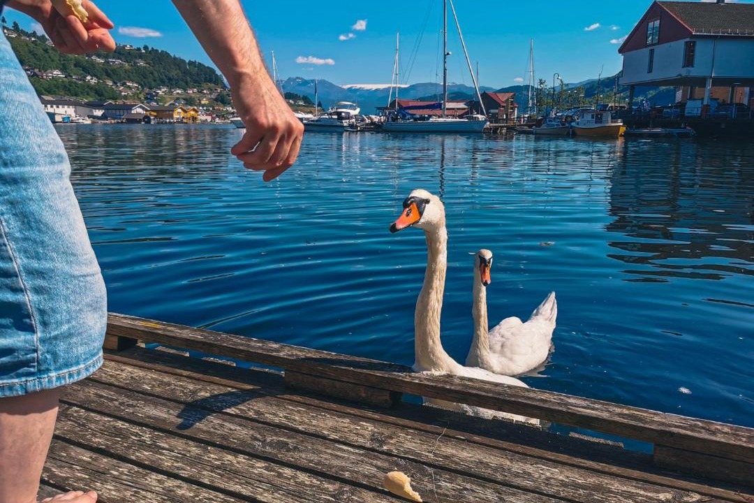 Photo of Others in Norheimsund