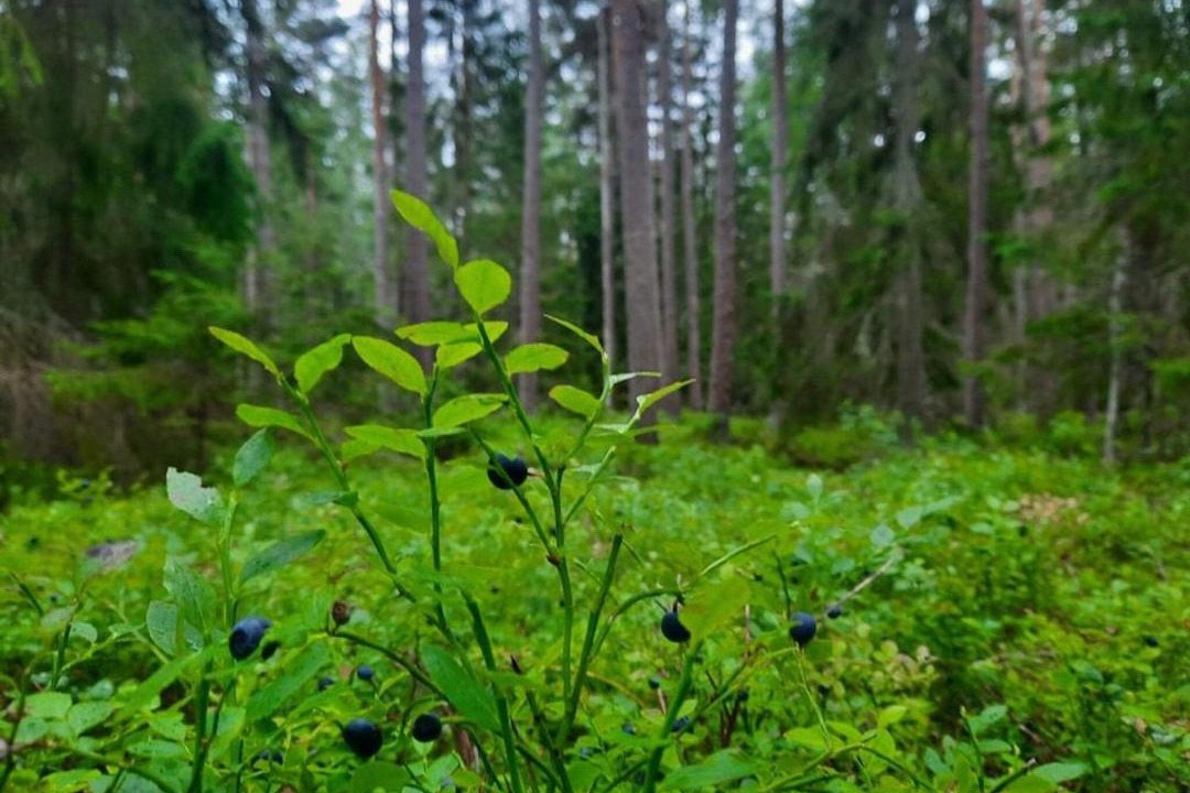 Photo of Others in Emmaboda
