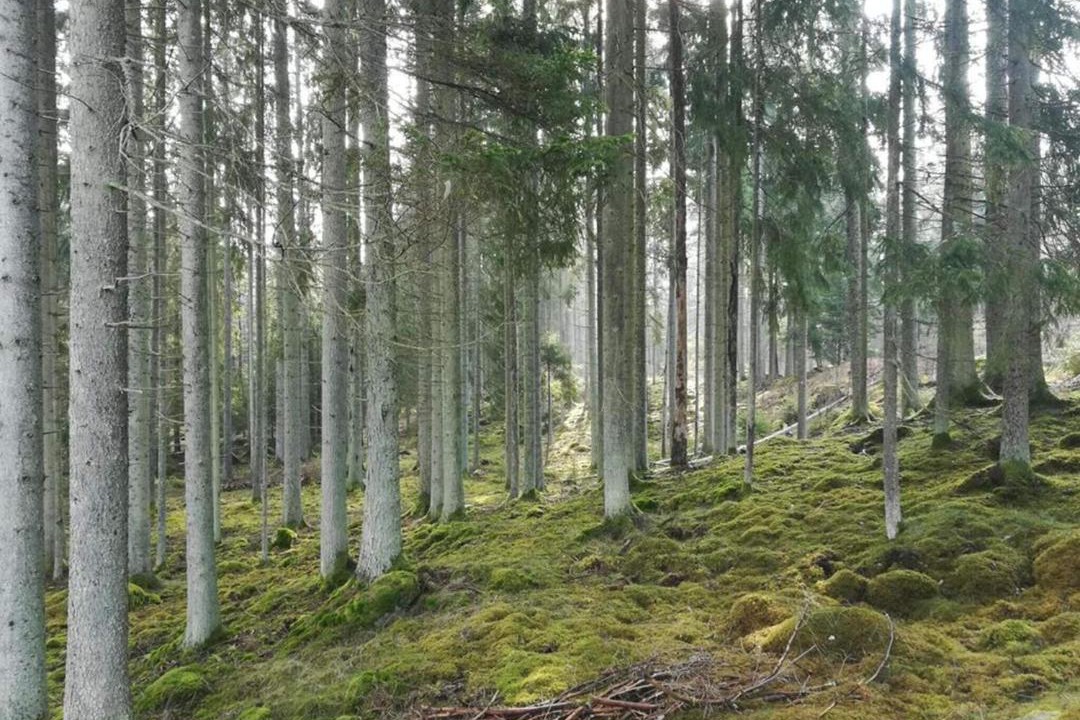 Photo of Others in Emmaboda