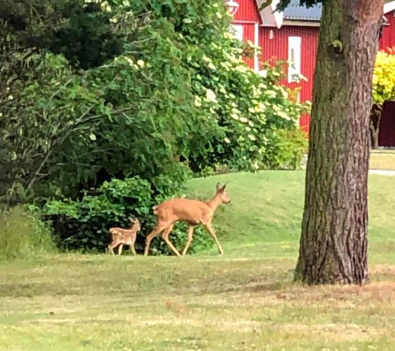 Photo of Others in Hallevik