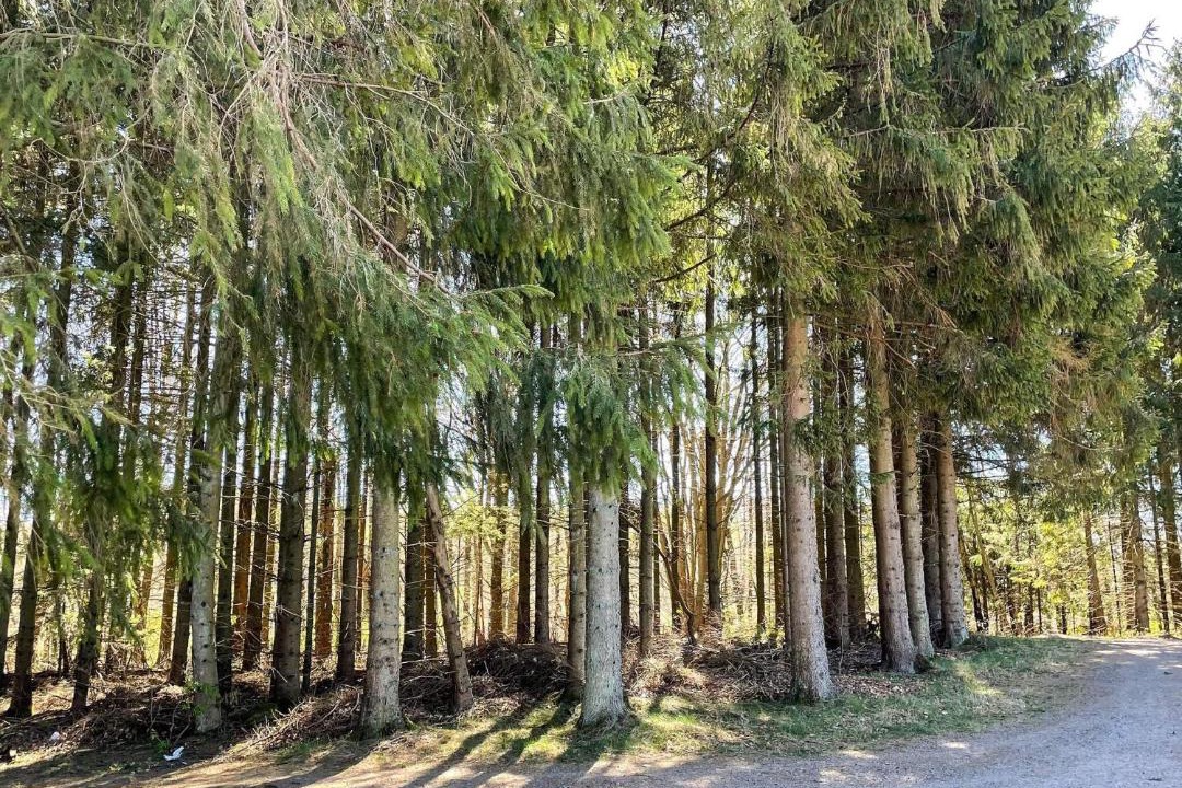 Photo of Others in Kvidinge