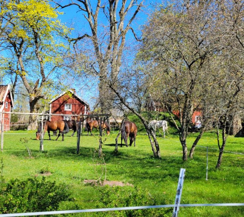 Photo of Others in Tibro