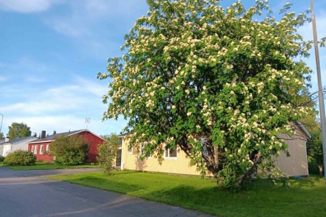 Photo of Others in Kalix Municipality