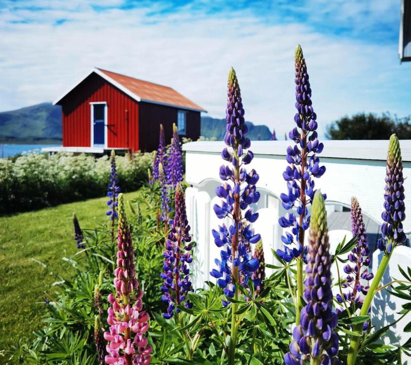 Photo of Others in Flakstad