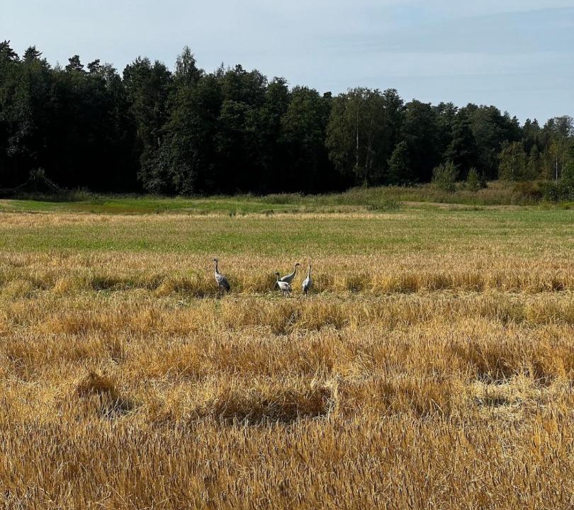 Photo of Others in Raseborg
