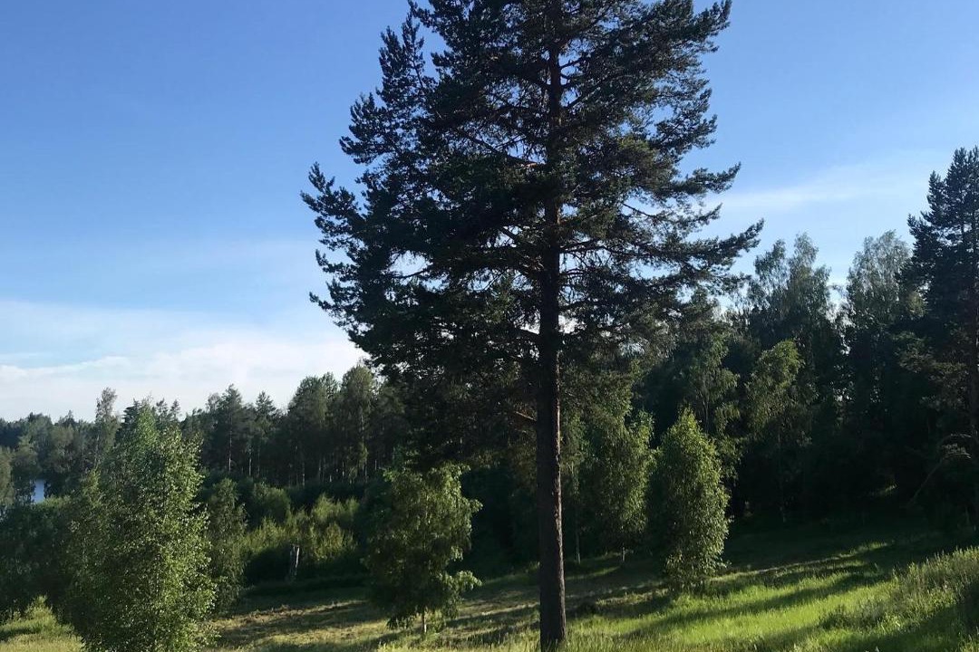 Photo of Others in Strombacka