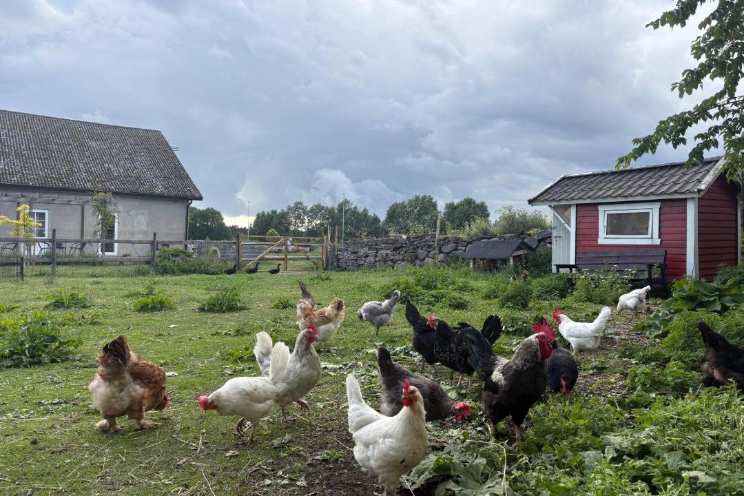 Photo of Others in Stora Fro