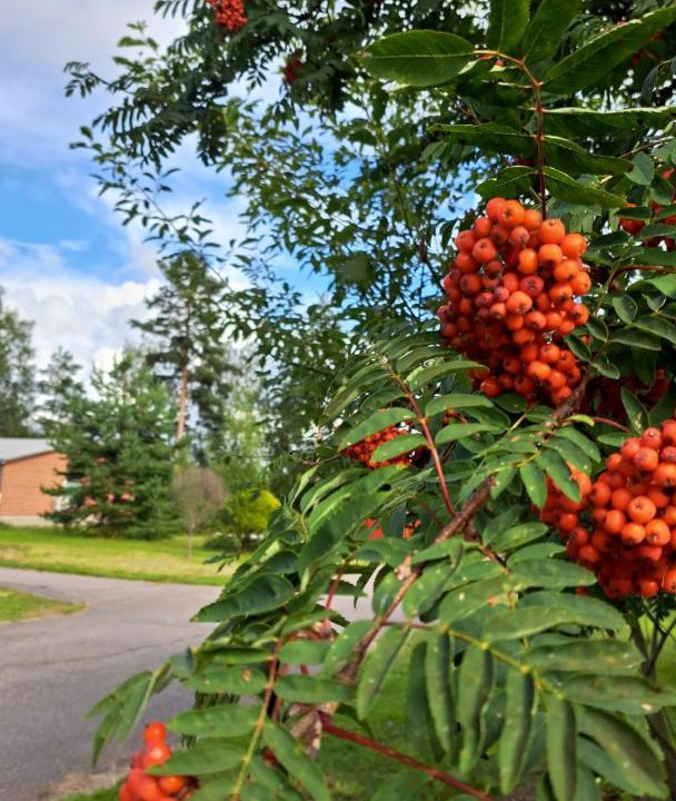 Photo of Others in Punkaharju