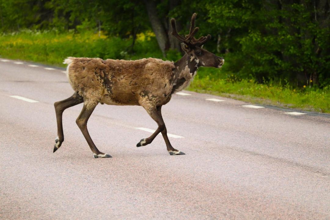 Photo of Others in Ullatti