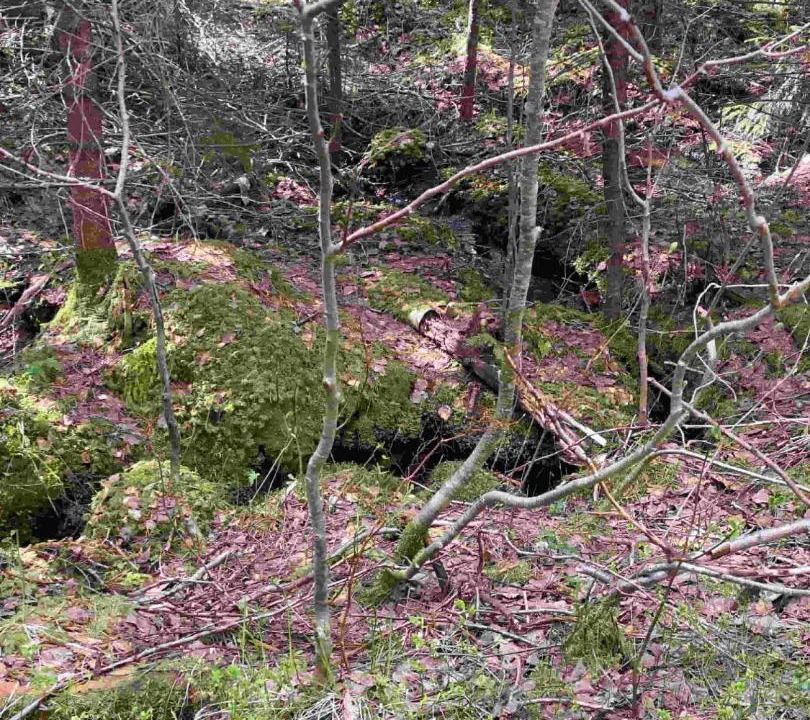 Photo of Others in Alvdalen