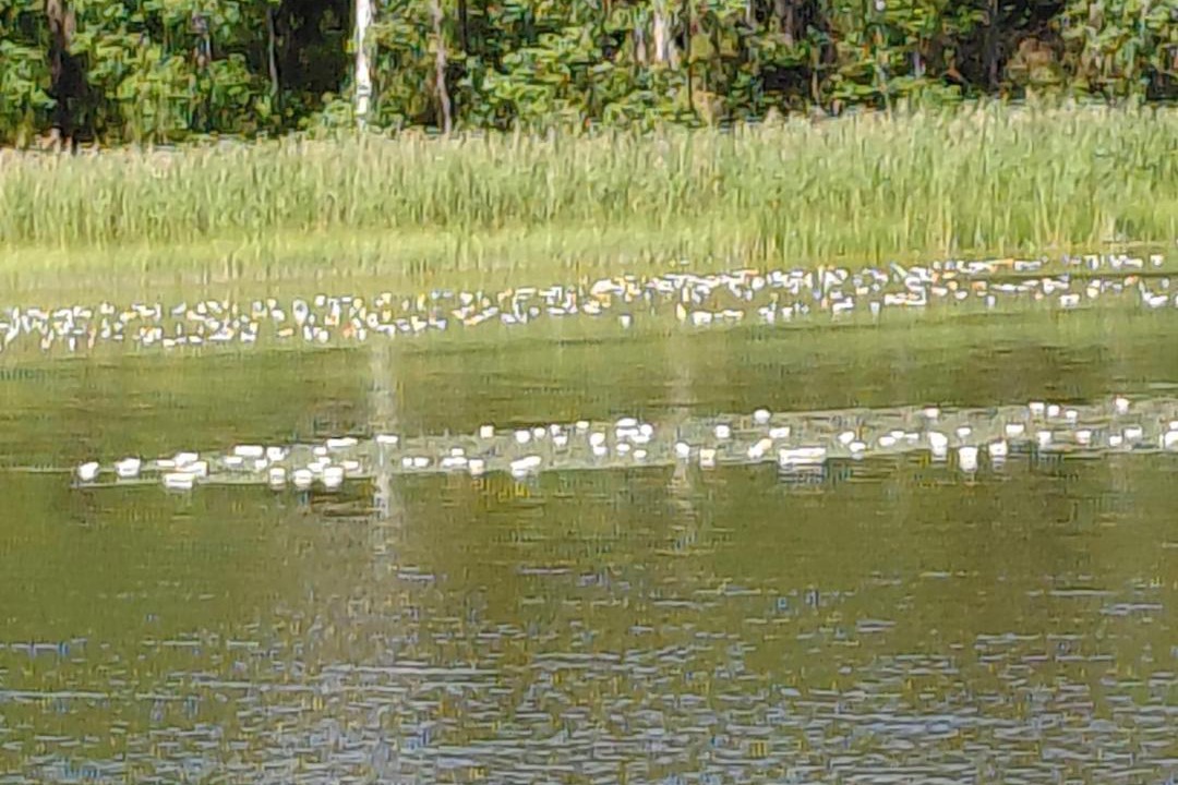 Photo of Others in Vihti