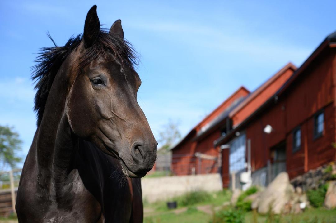 Photo of Others in Hultsfred