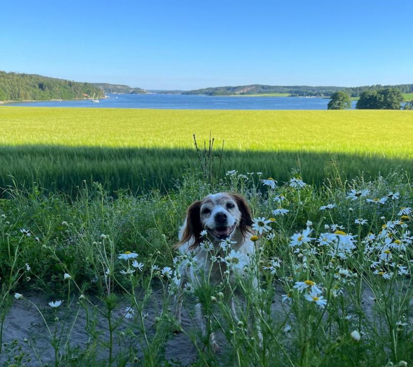 Photo of Others in Sarpsborg