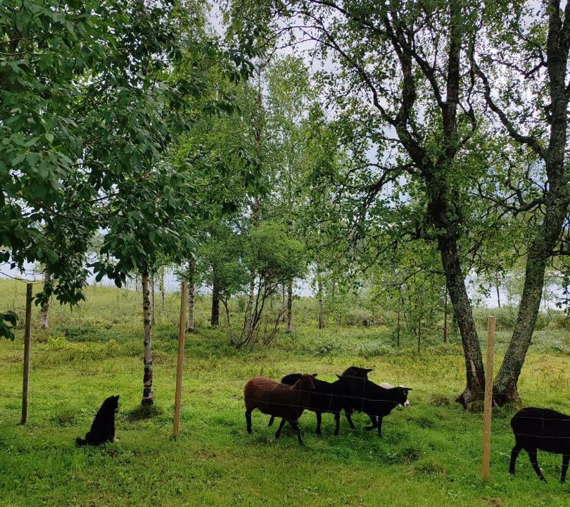Photo of Others in Inari