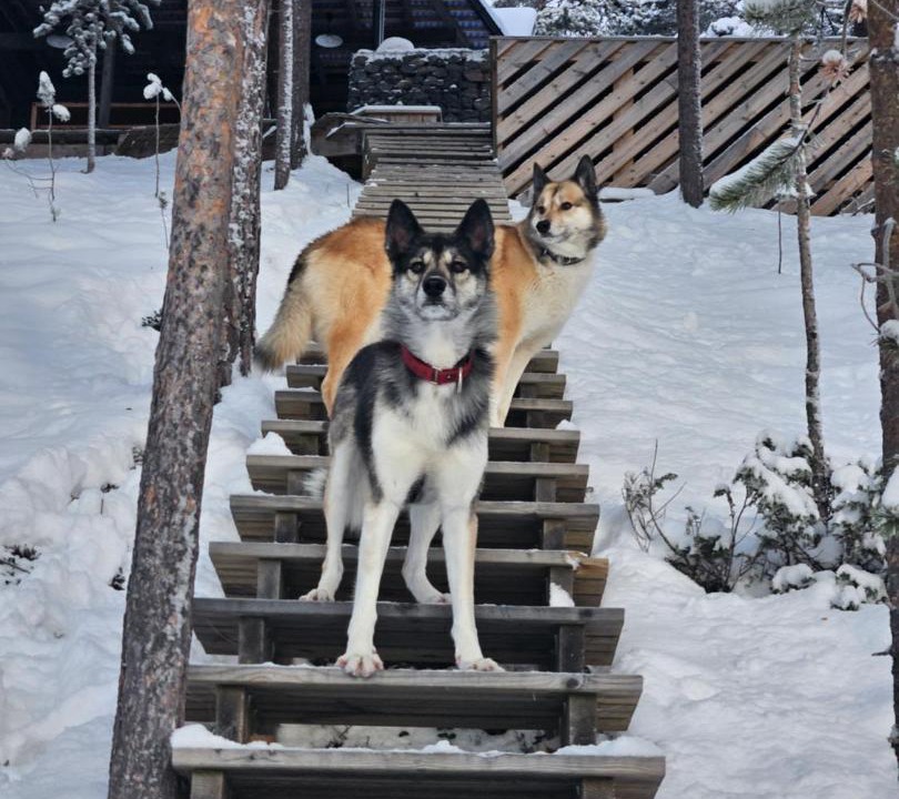 Photo of Others in Jukkasjarvi