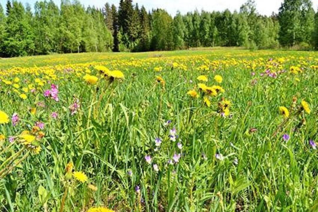 Photo of Others in Padasjoki