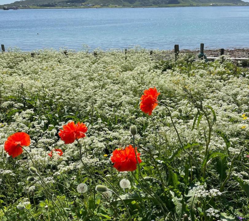 Photo of Others in Vestvagøy