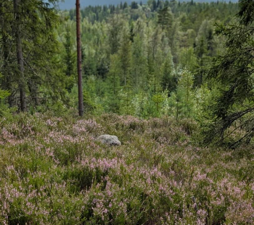 Photo of Others in Nykroppa