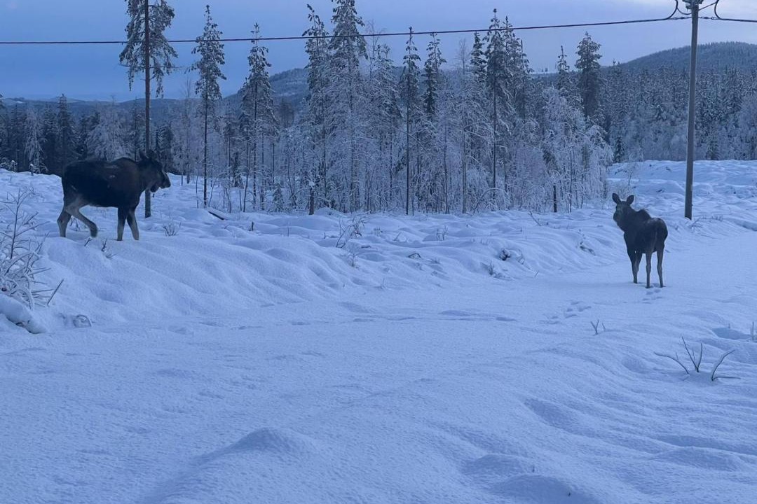 Photo of Others in Letafors