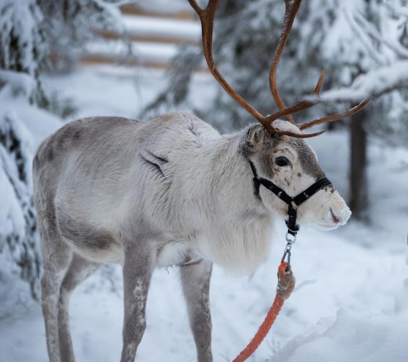 Photo of Others in Kuusamo