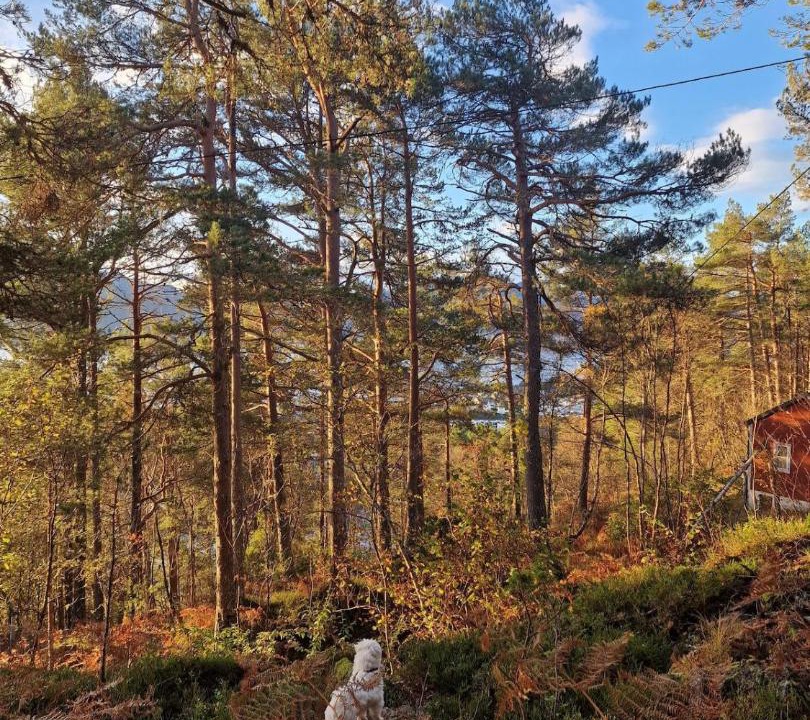 Photo of Others in Glomset