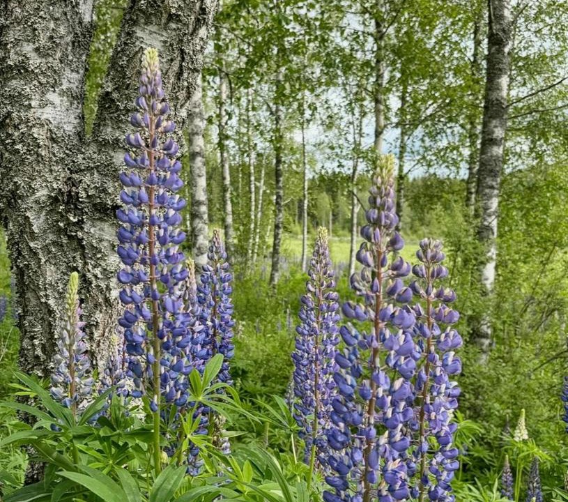 Photo of Outdoor in Arvika