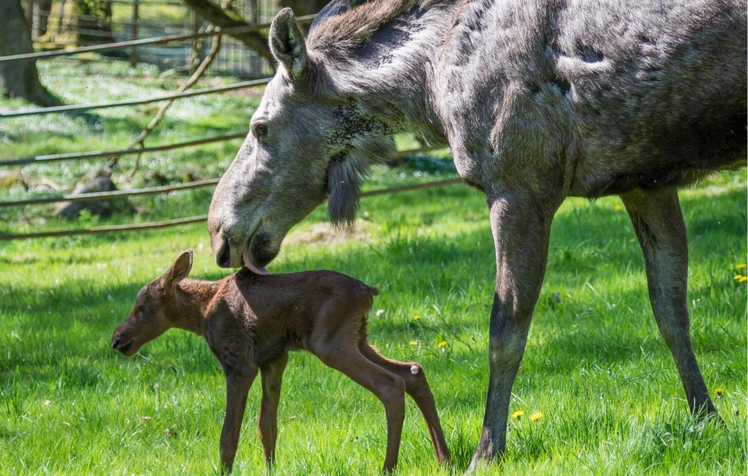 Photo of Others in Tjornarp