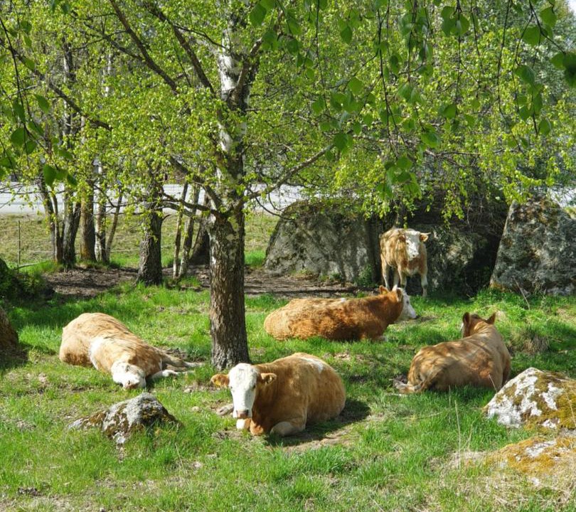Photo of Others in Talje
