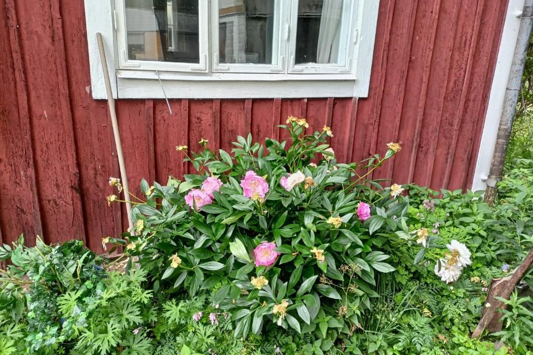 Photo of Outdoor in Soderbarke