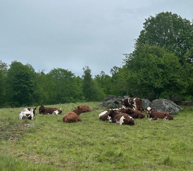 Photo of Others in Svangsta