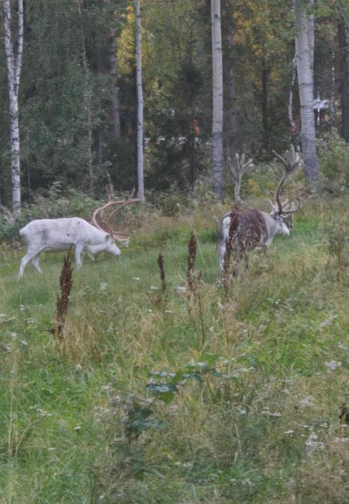 Photo of Others in Overkalix