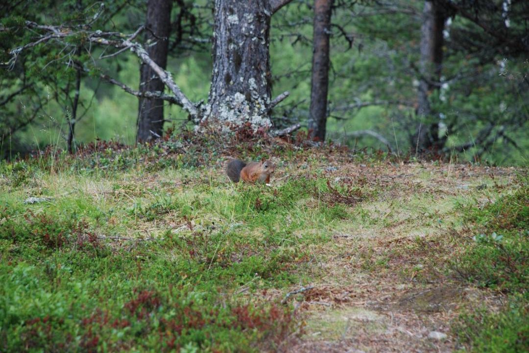 Photo of Others in Randsverk