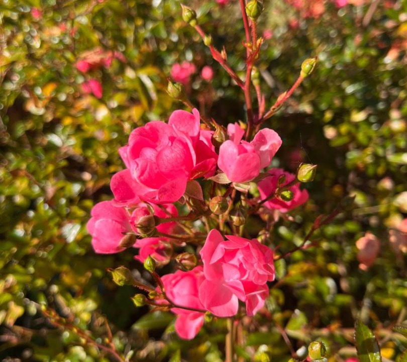 Photo of Outdoor in Heberg