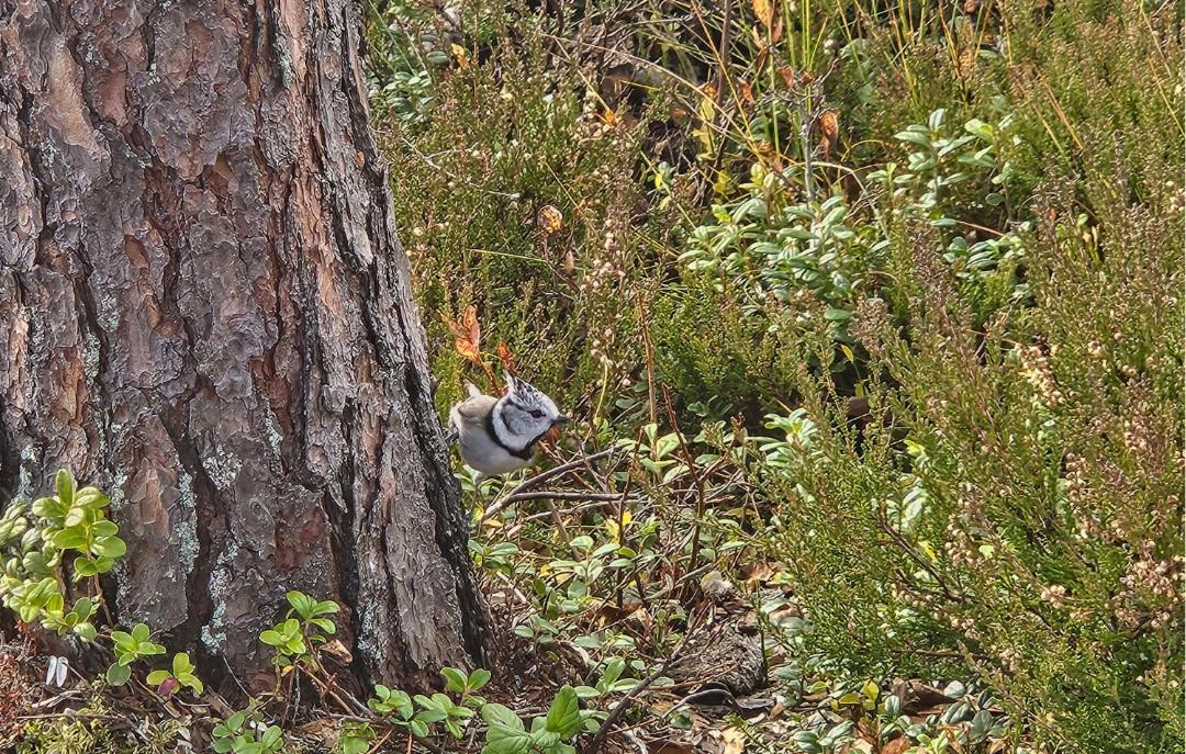 Photo of Others in Vikberget