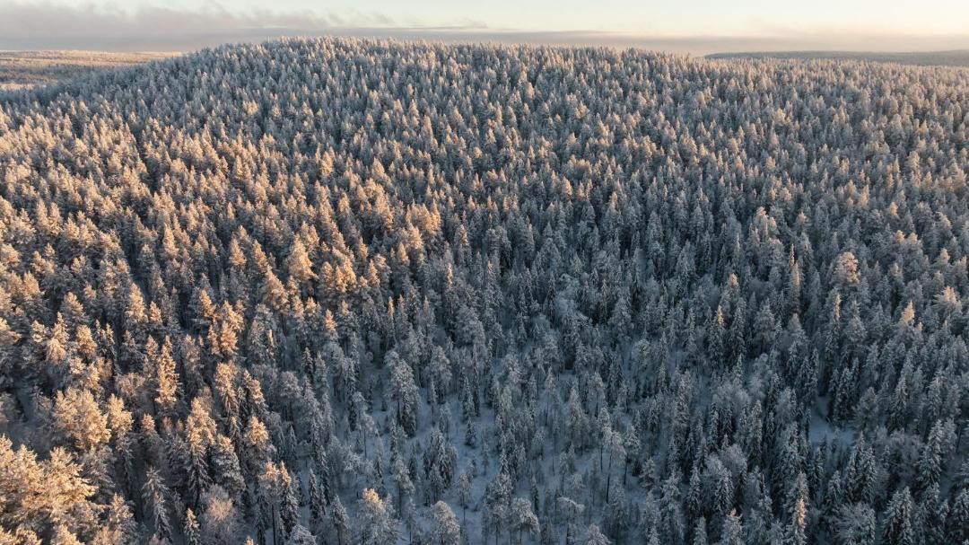 Photo of Others in Rovaniemi
