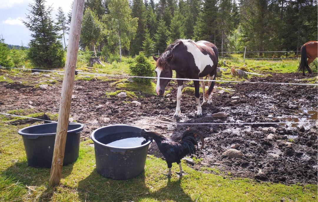 Photo of Others in Siljan Municipality