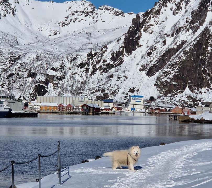 Photo of Others in Svolvaer