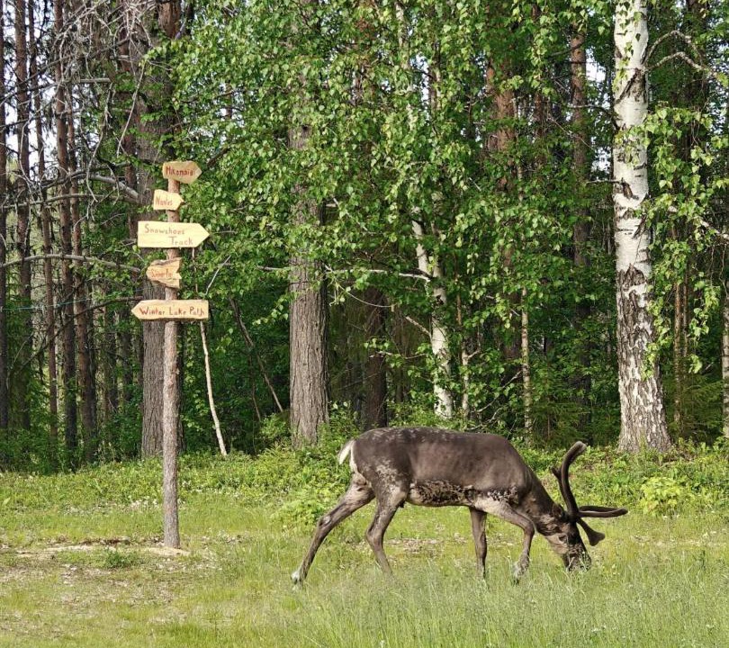 Photo of Others in Muonio
