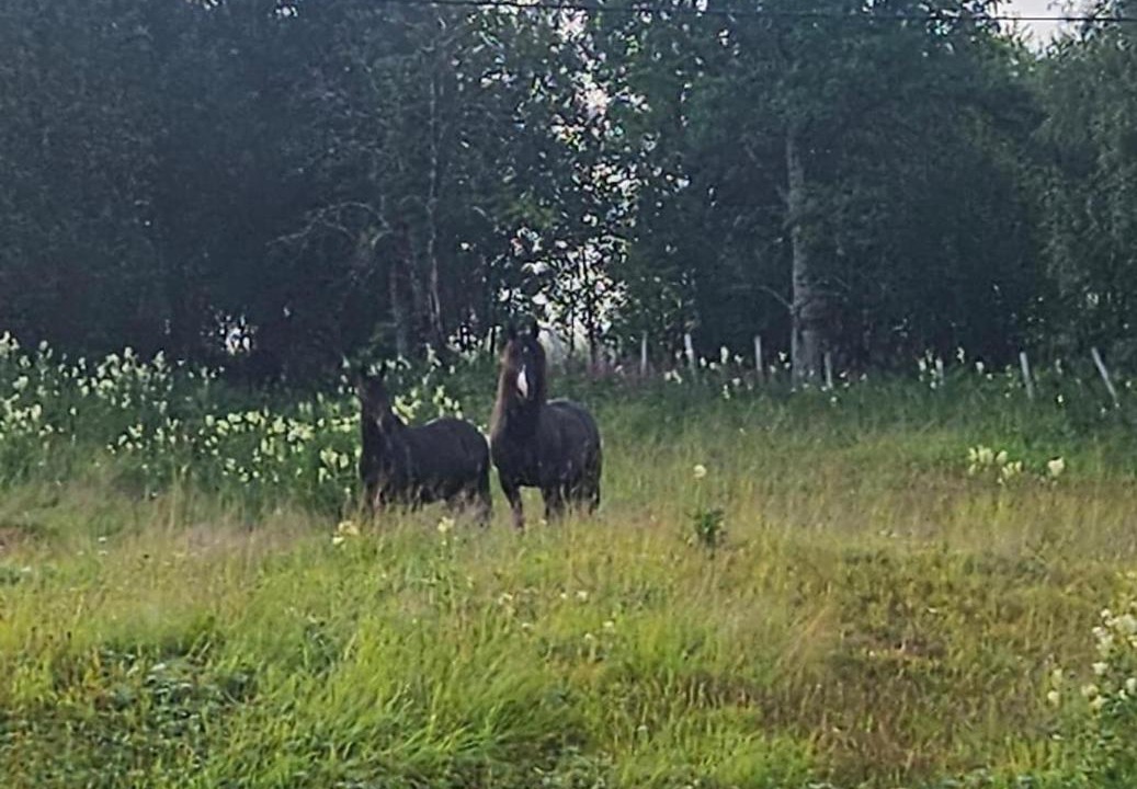 Photo of Others in Balsfjord