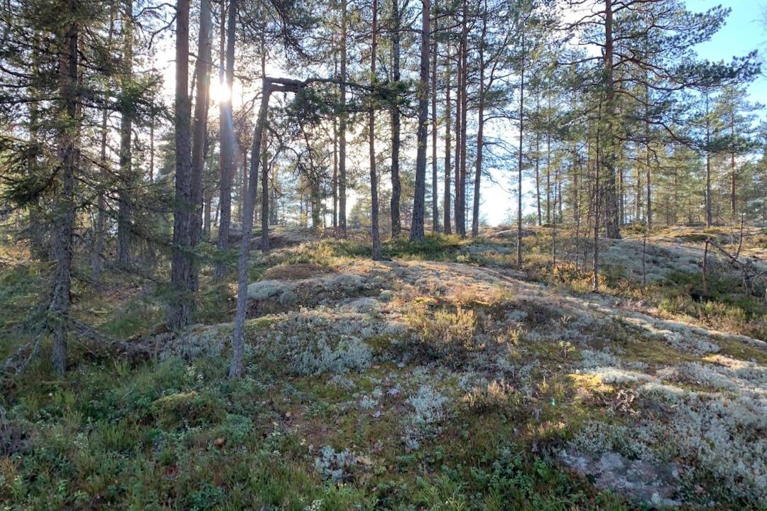Photo of Others in Vihti