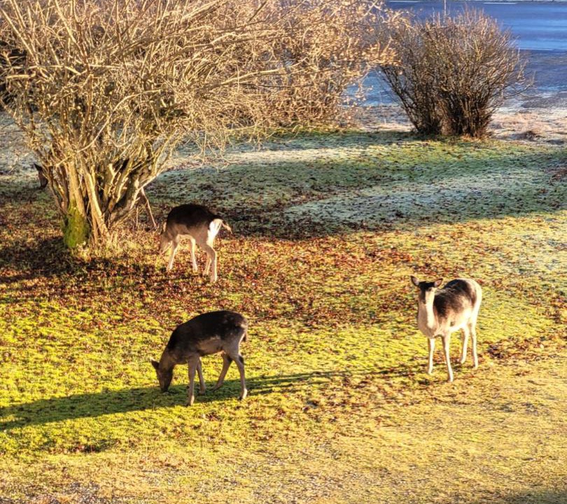 Photo of Others in Havla
