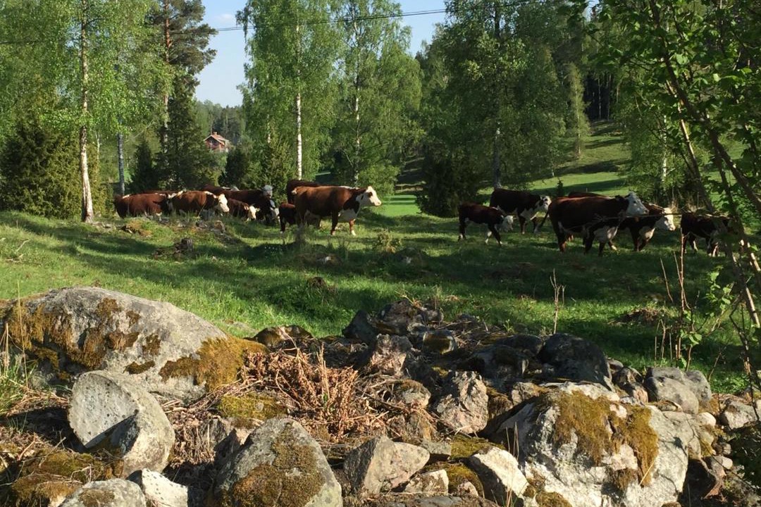 Photo of Others in Vingaker