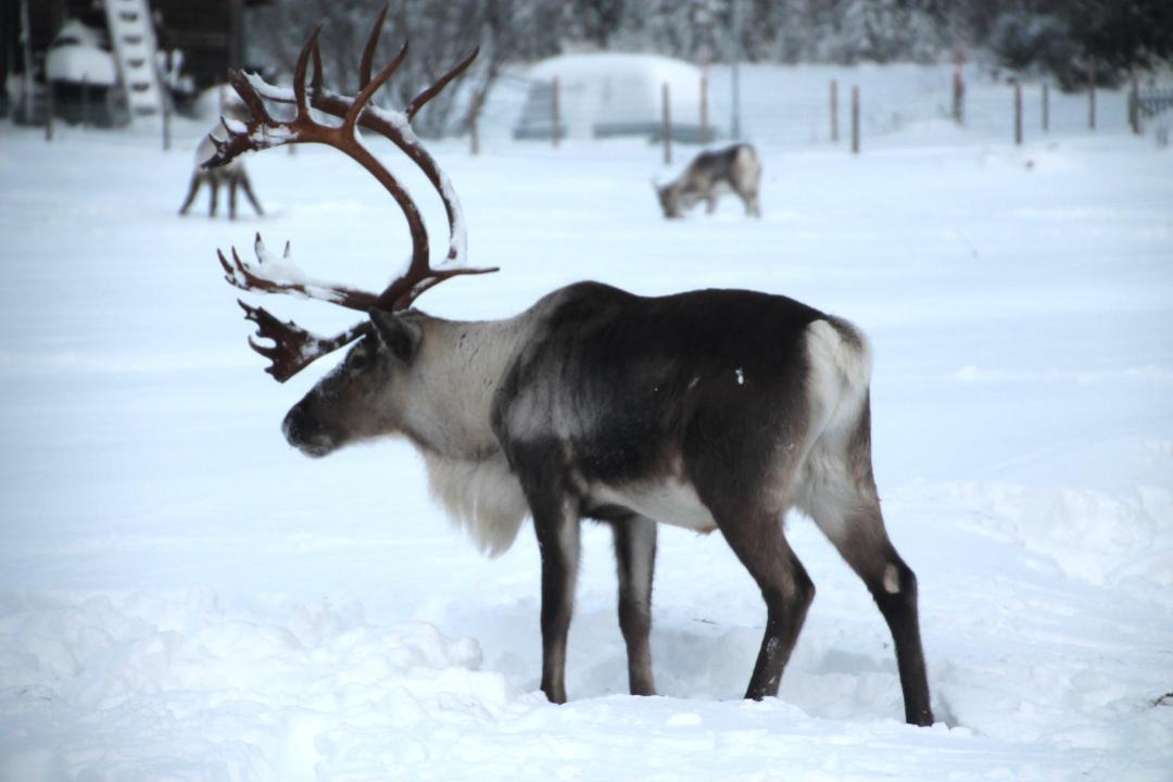 Photo of Others in Yllas