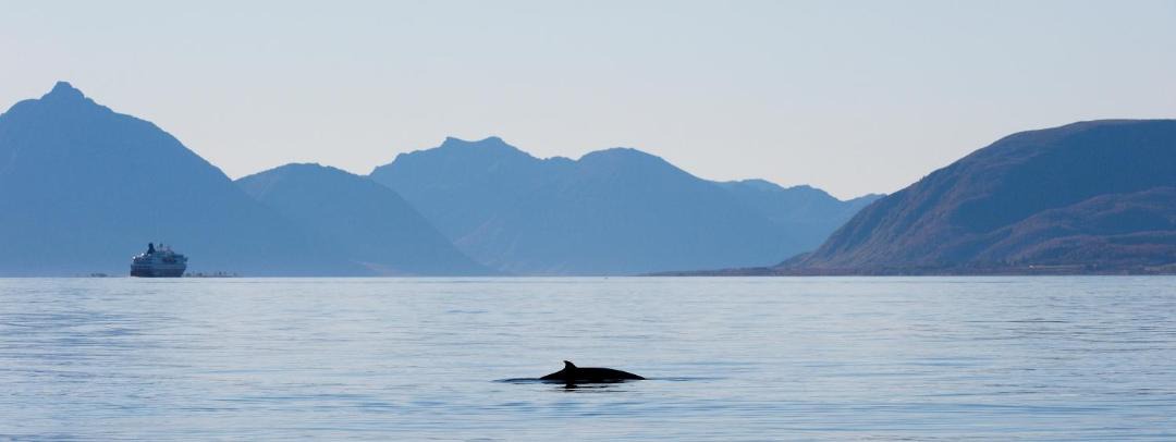 Photo of Others in Svolvaer