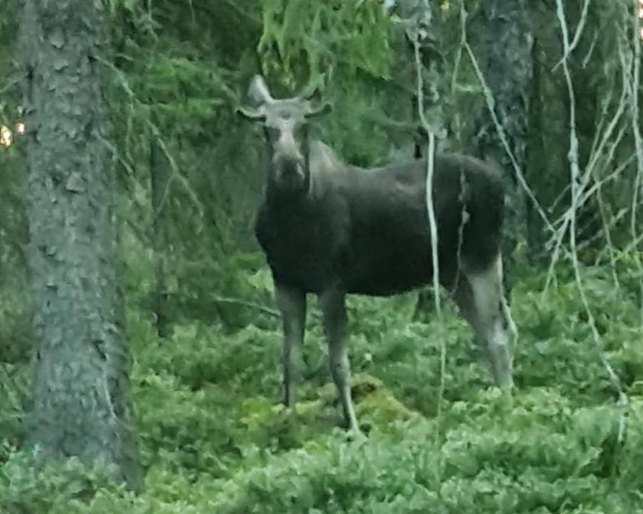Photo of Others in Lonneberga