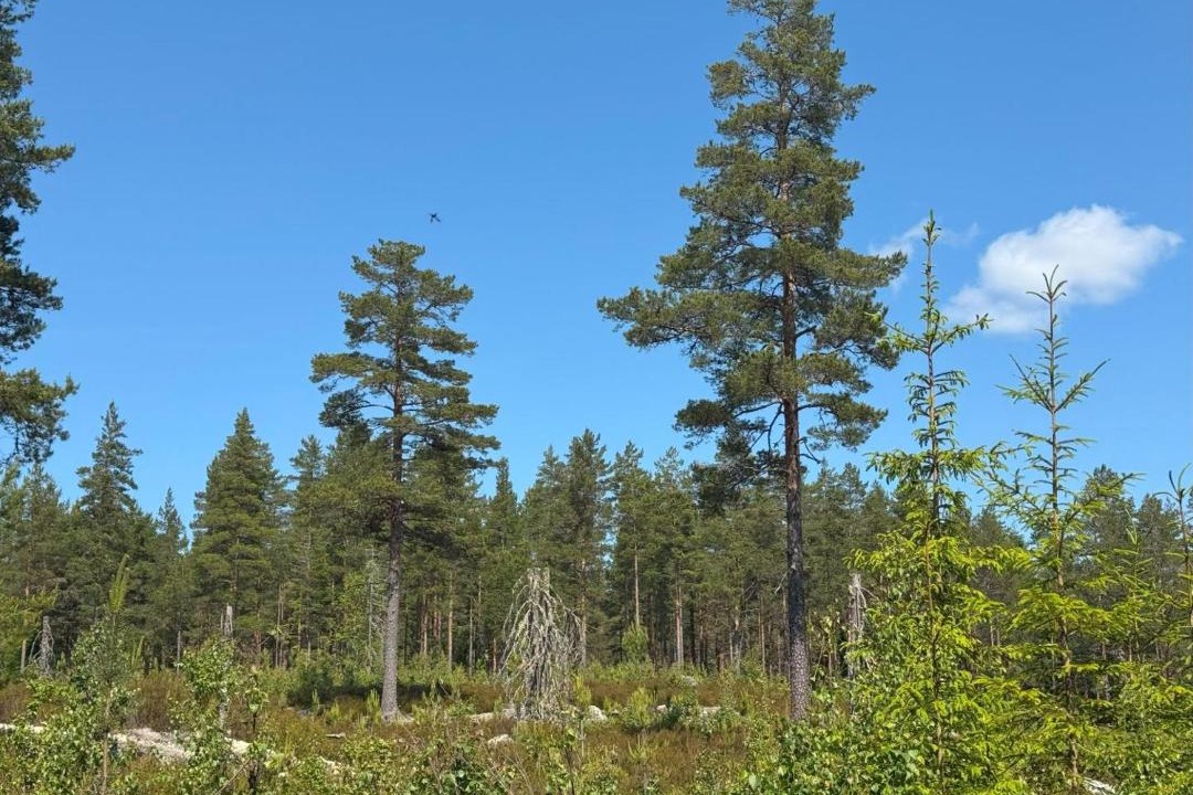 Photo of Others in Arvika